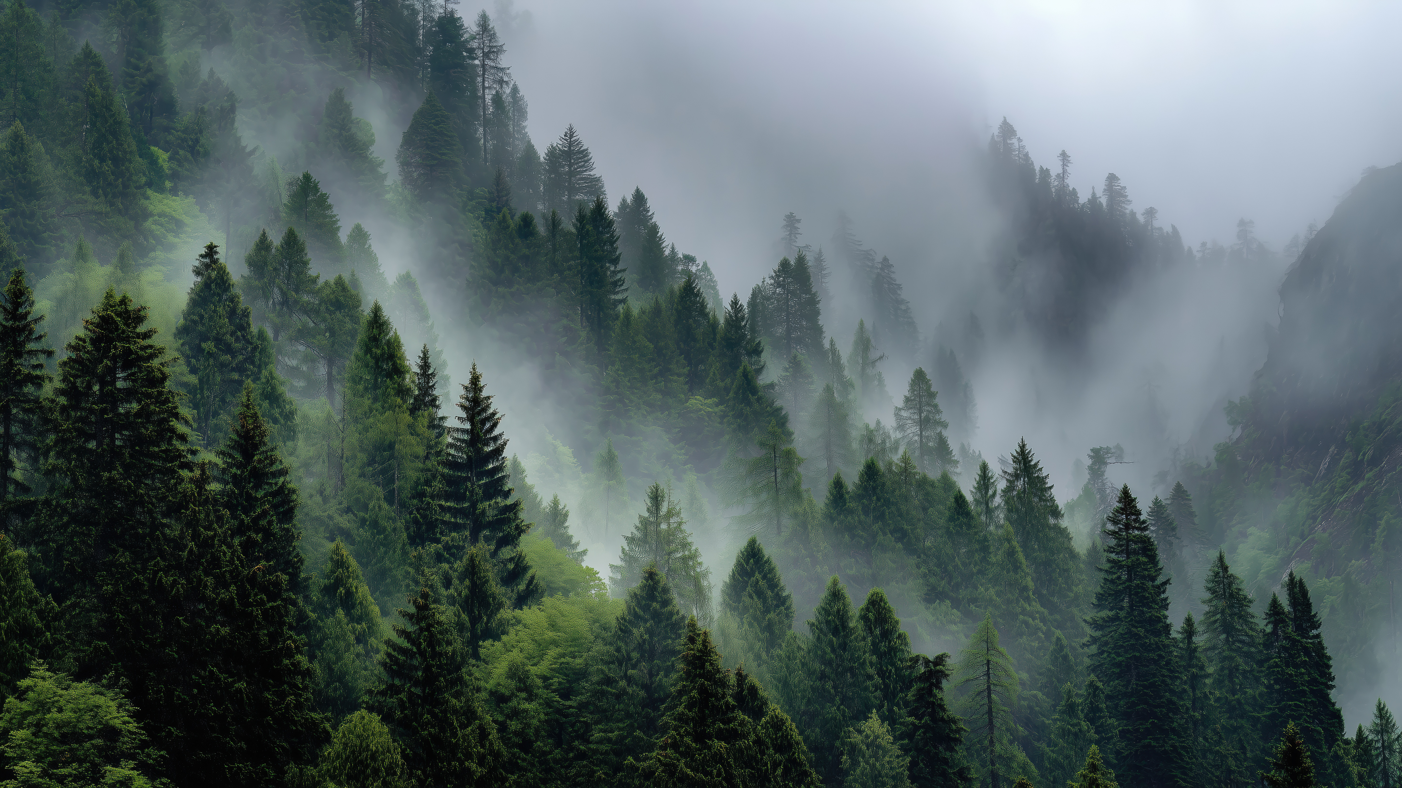 山林雾景-朦胧松林.png