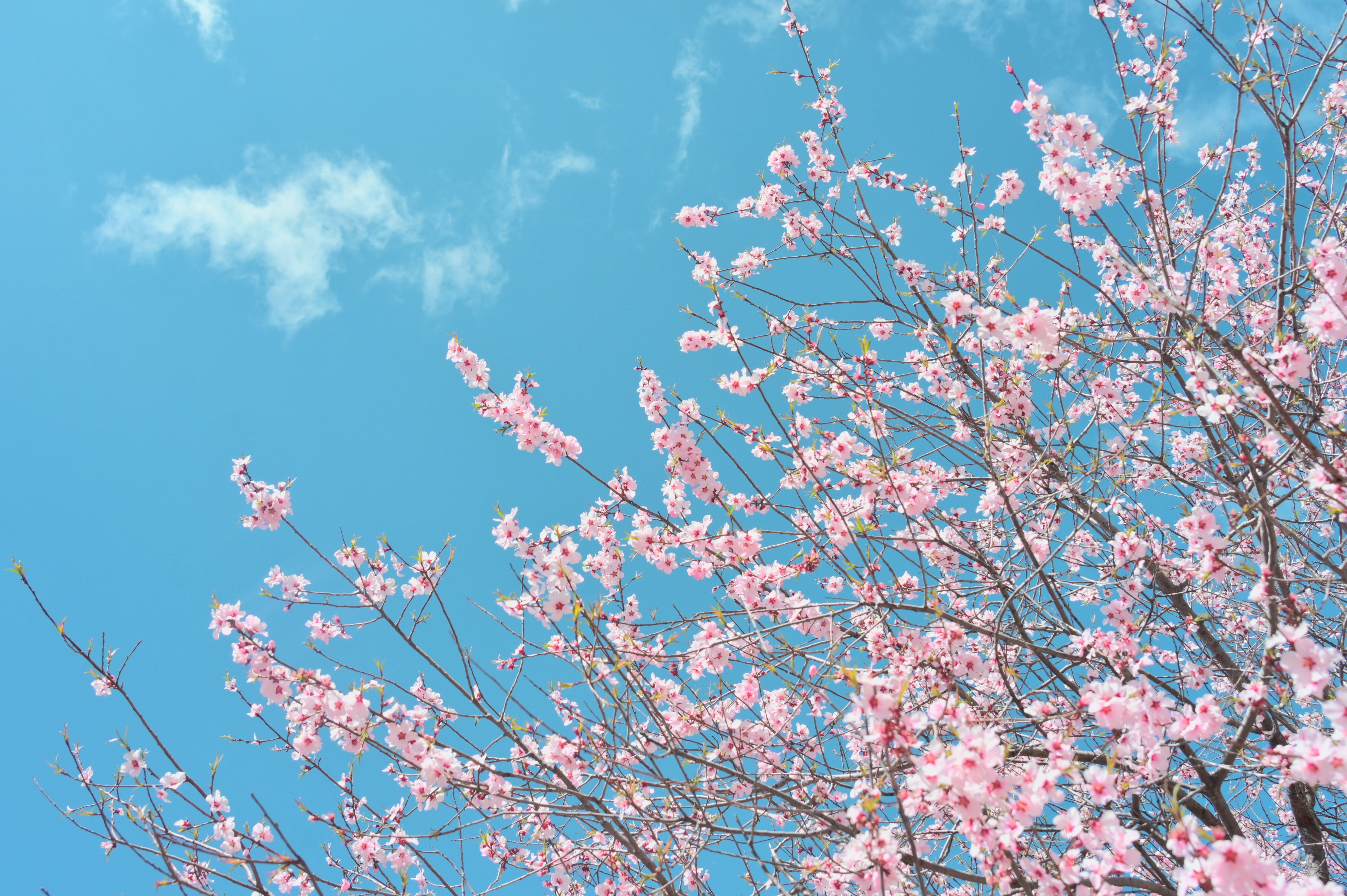 春日花卉-春日蓝天.png