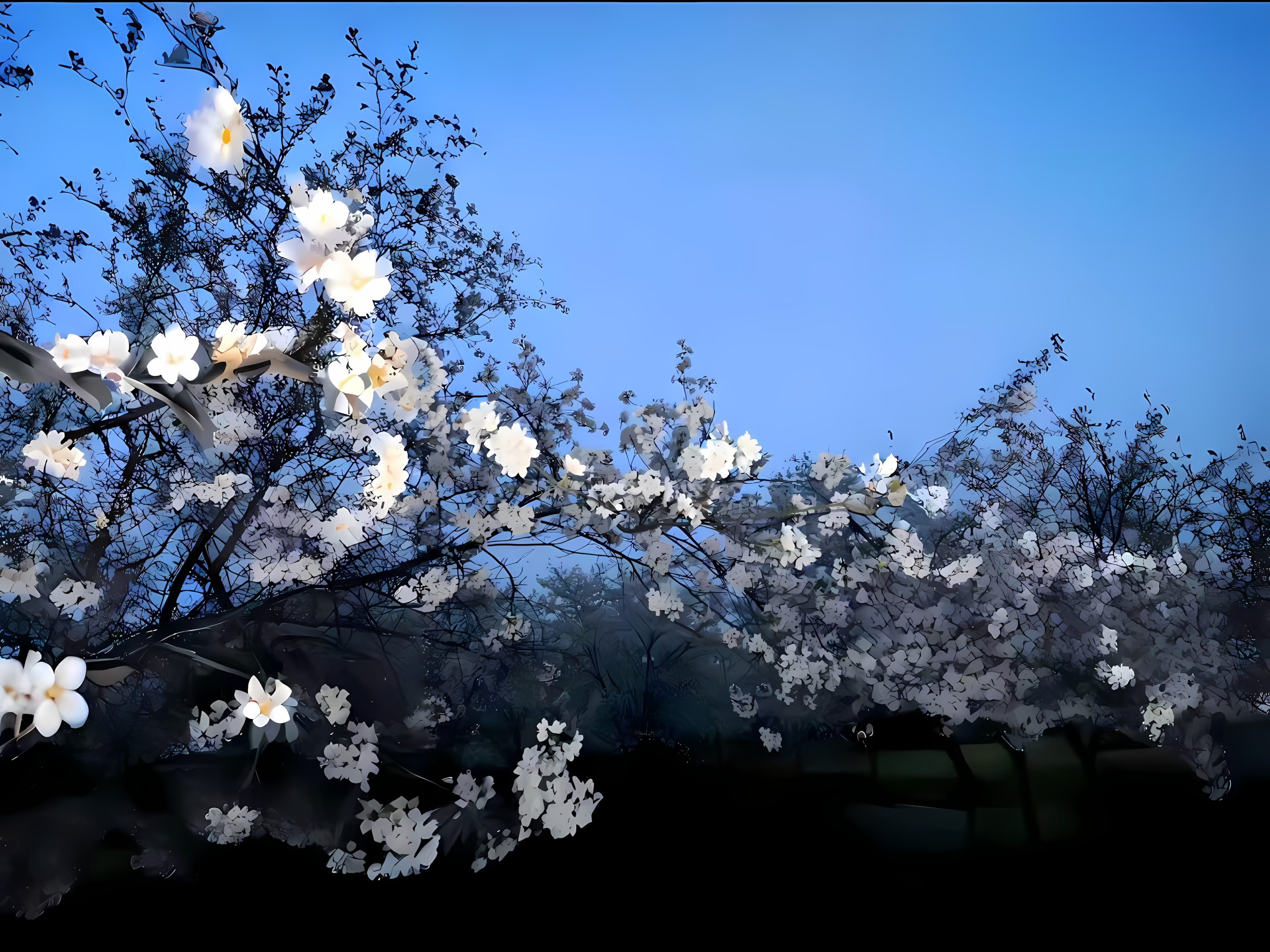 春日-树-白色花朵.png